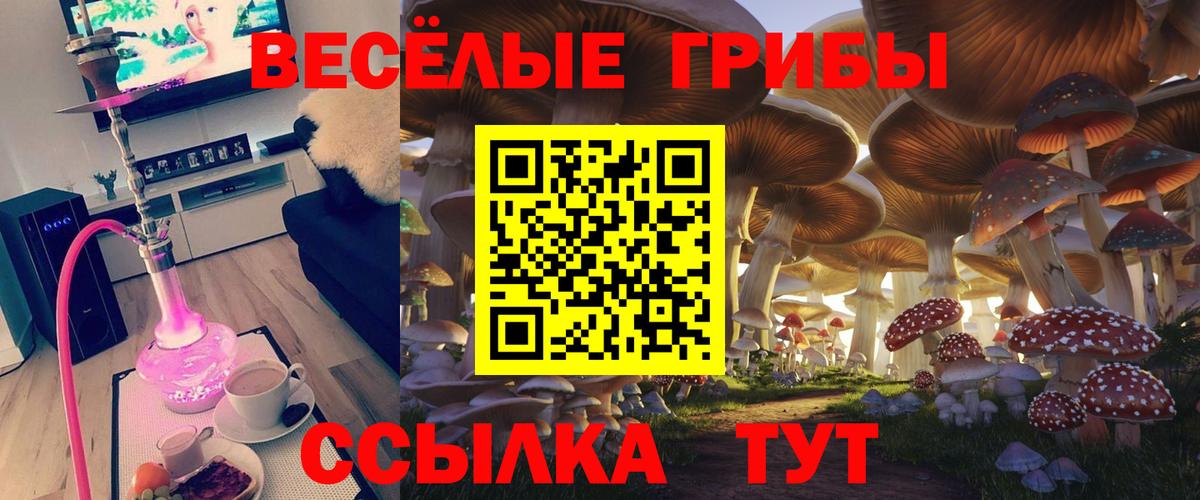 Псилоцибиновые грибы Psilocybe Королёв